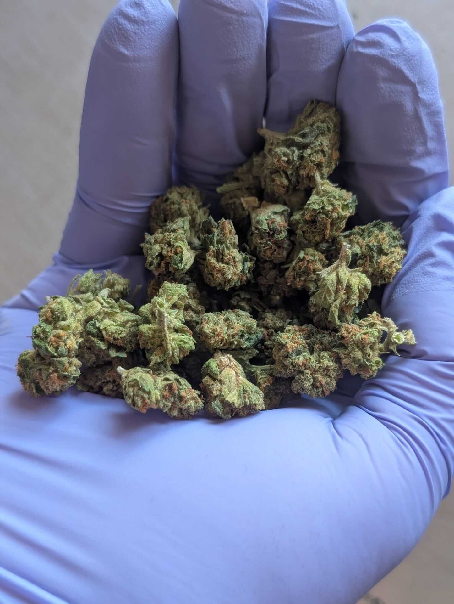 Exotic Rascal OG Smalls image 1