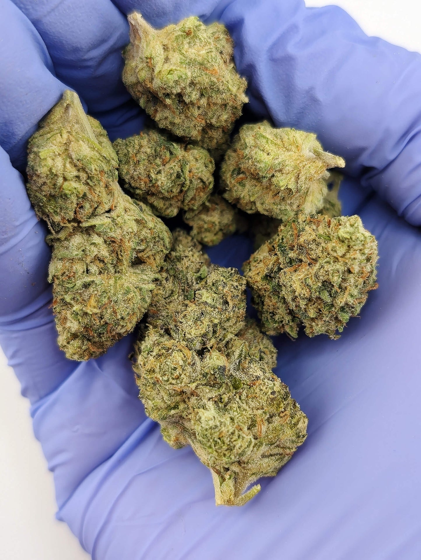 Exotic Garlic Cookies AKA GMO image 1