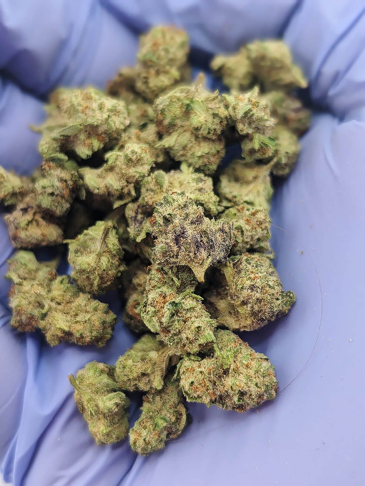 Micro Illemonati Smalls image 1