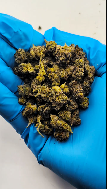 THCA 8ths Micro Buds Sampler Pack | 5 Strains