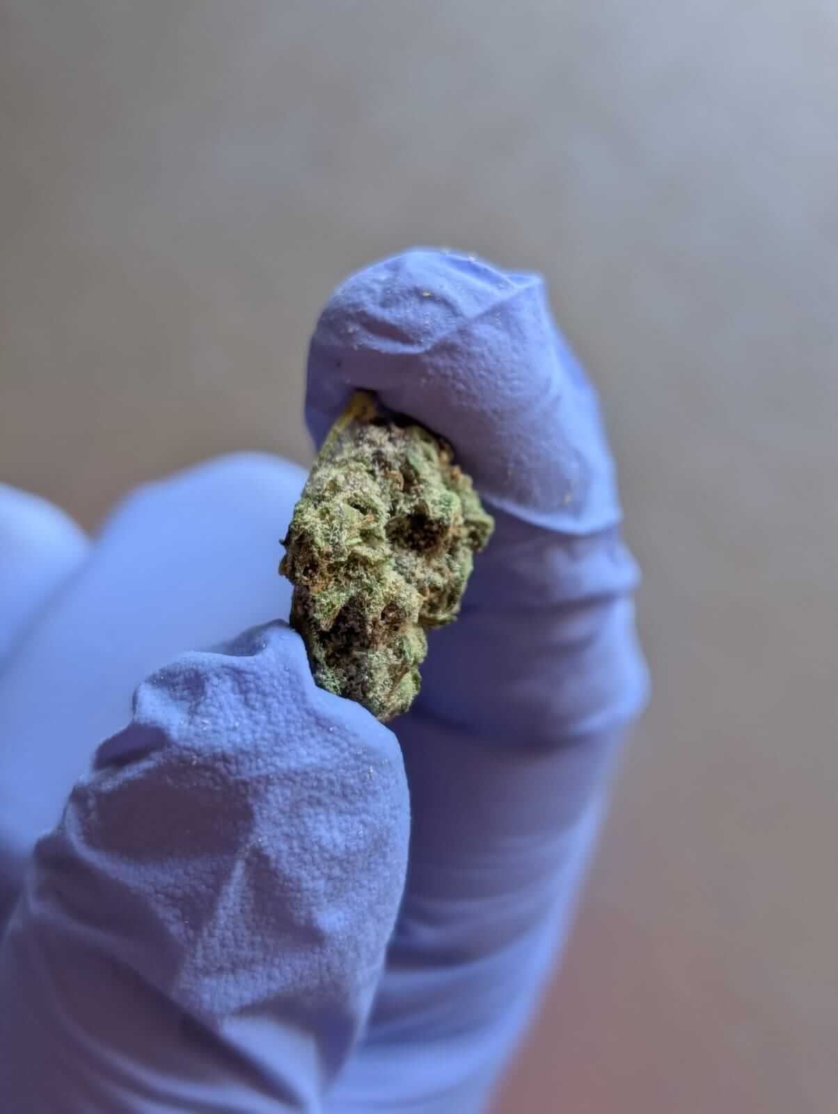 Exotic Candy Gelato image 2