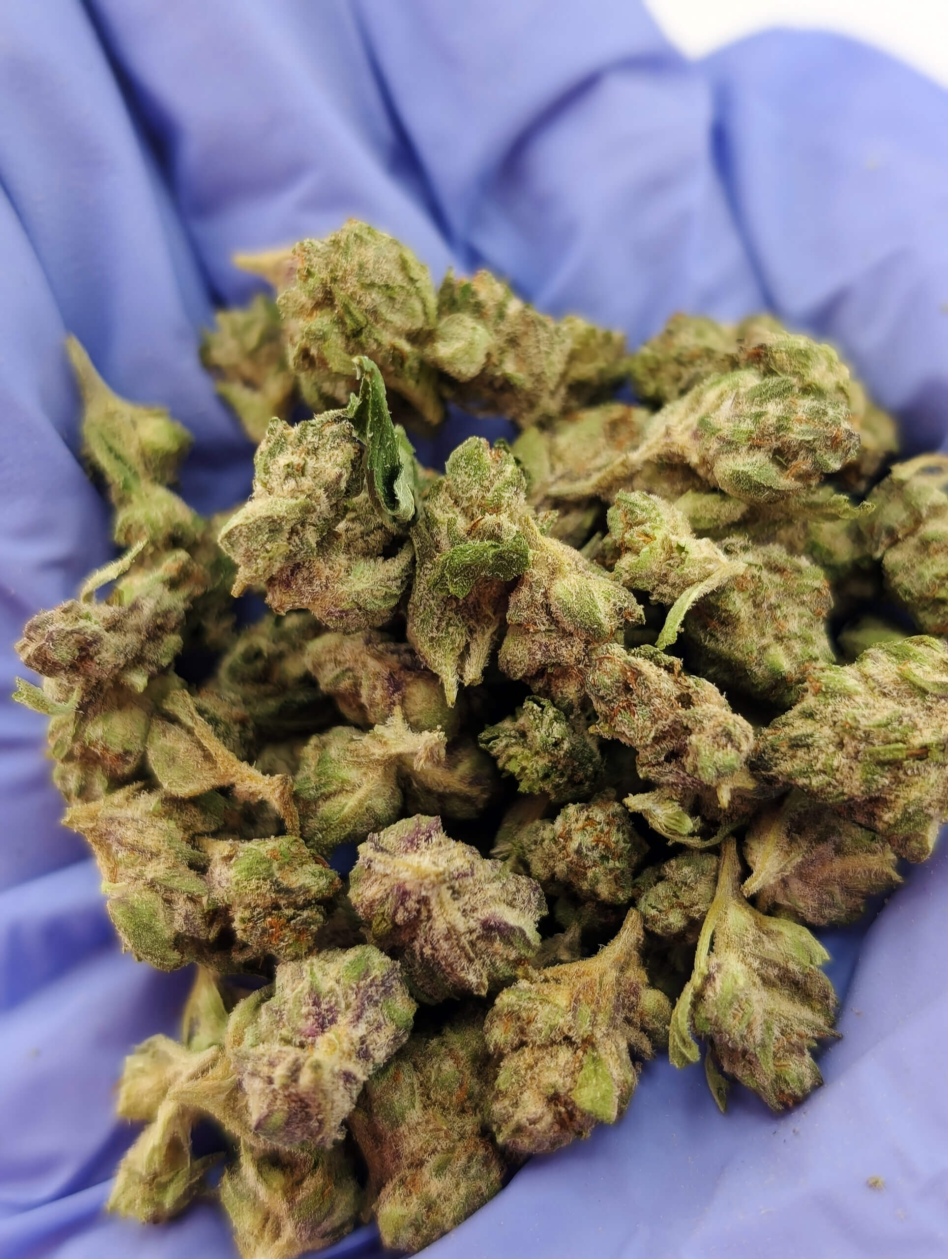 SMALLS Blue Dream Smalls image 1