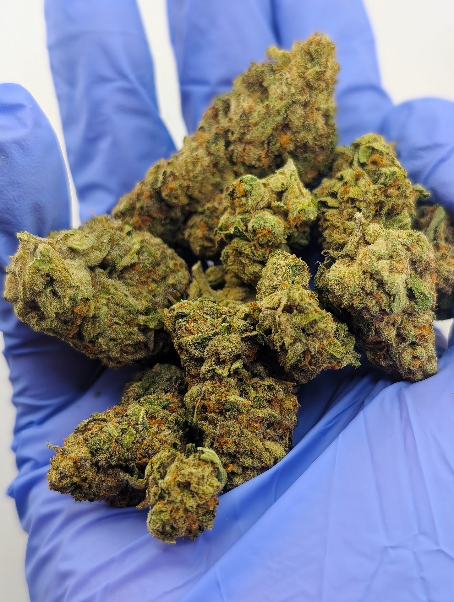 Durban Poison (Med)