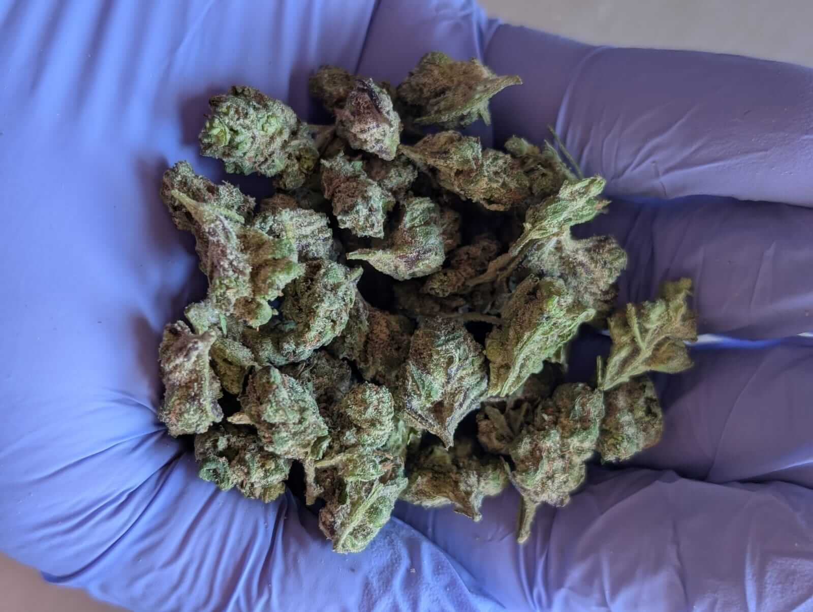 Exotic Candy Gelato image 1